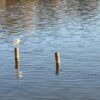 Thumbnail of related posts 195